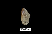 藏品(雲雀殼菜蛤)的圖片